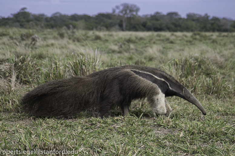 pantanal